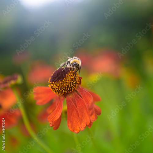 Sneezeweed (Helenium autumnale) and Common carder bee(Bombus pascuorum) with out of focus lush green background in square format.