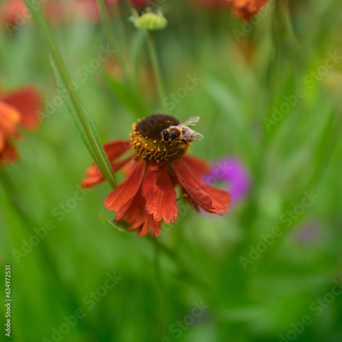 Sneezeweed (Helenium autumnale) and Honey bee (Apis mellifera) with out of focus lush green background in square format.