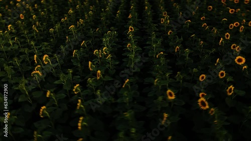 Nature's golden symphony: A video that brings sunflowers to life. A vast field of vibrant blooms, standing tall under the sun's embrace, evokes feelings of warmth, positivity, and the beauty of the ou photo