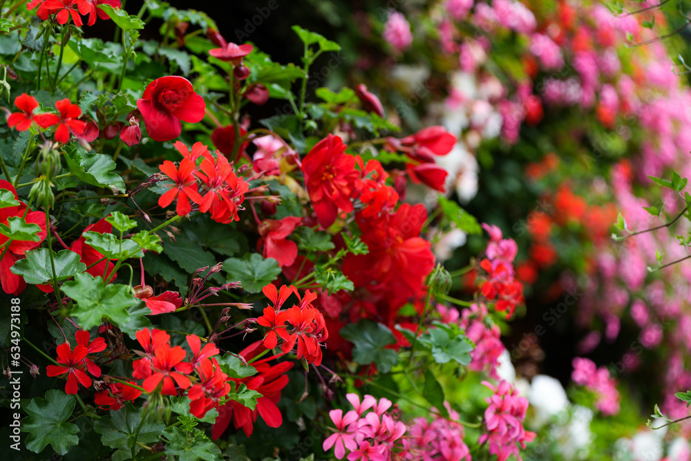 colorful flowers