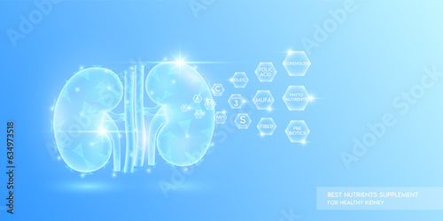 Vitamins minerals Fiber Prebiotics and Phytonutrients in hexagon absorbed into the kidney. Best nutrients supplement for healthy kidney. Health care medical innovation. Human organ translucent. Vector