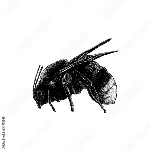 Vestal Cuckoo Bumblebee hand drawing vector isolated on background.