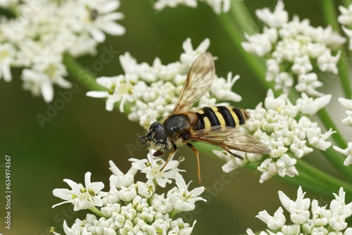 Closeup on a wasp mimic hoverfly, Megasyrphus erraticus on white Hogweed , Heracleum sphondylium