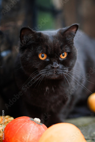 Halloween Kürbis mit schwarzer Katze