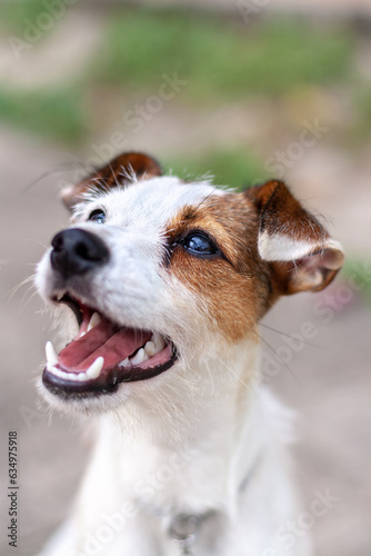 Portrait of dog breed Jack Russell with open mouth. Shallow depth of field. View from above. Vertical.