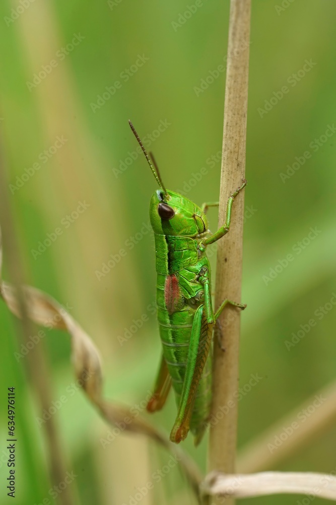 Vertical closeup on the colorful green Small Gold Grasshopper, Euthystira brachyptera on a straw of grass Vertical closeup on the colorful green Small Gold Grasshopper, Euthystira brachyptera on a straw of grass
