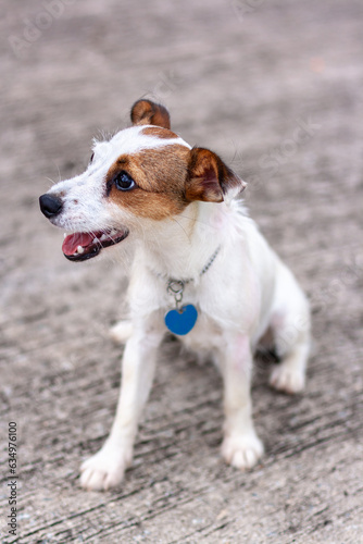 Dog Jack Russell sits on concrete with open mouth. Shallow depth of field. Top view. Vertical. © Vladimir Kazakov