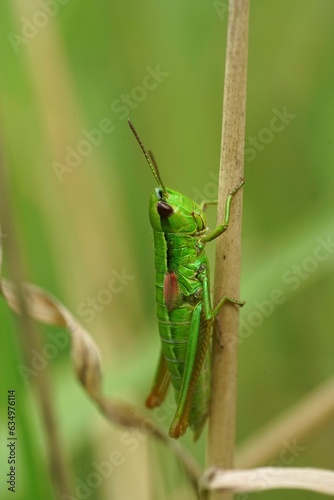 Vertical closeup on the colorful green Small Gold Grasshopper, Euthystira brachyptera on a straw of grass
