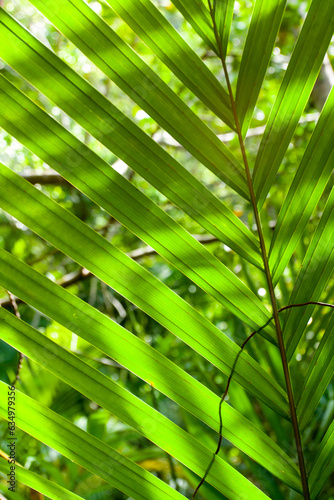 Green tropical leaves. Leafy background. Vertical.