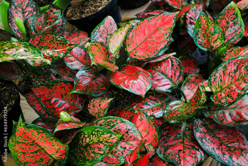 Red aglaonema so beautiful for decorative leaves of a house plant. full frame