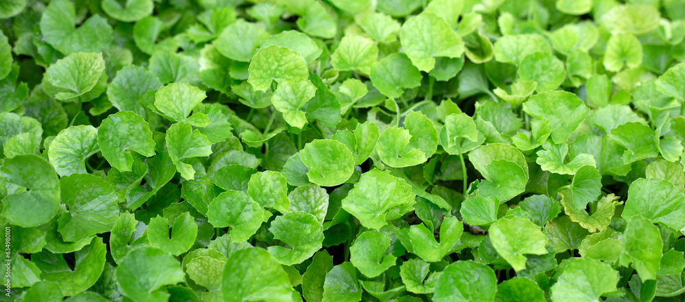 Gotu Kola plant growing in the garden Gotu Kola plant growing in the garden