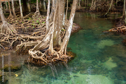 Mangrove trees on the edge of clear water. Horizontal.