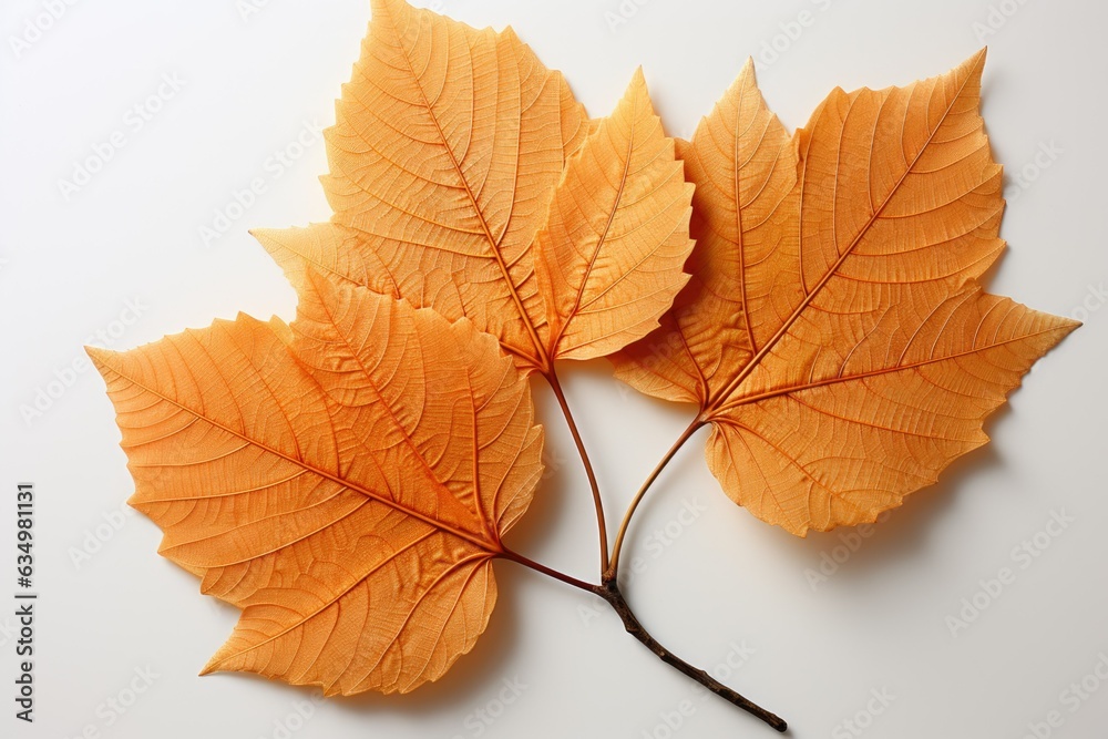 Colorful maple leaf amidst green foliage, autumn landscape with dry branches. Colorful maple leaf amidst green foliage, autumn landscape with dry branches.