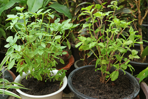 Potted Sweet Basil and Holy Basil Plant in the Garden