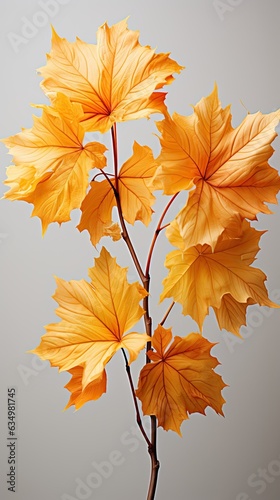 Colorful autumn foliage on delicate branches with a single maple leaf.
