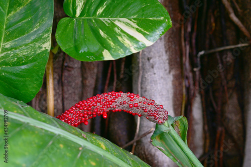 Closeup of Flower of Anthurium cubense, Araceae family (Anthurium schlechtendalii) beautiful flowers of Thailand in the garden. Focus on leaf and shallow depth of field. photo