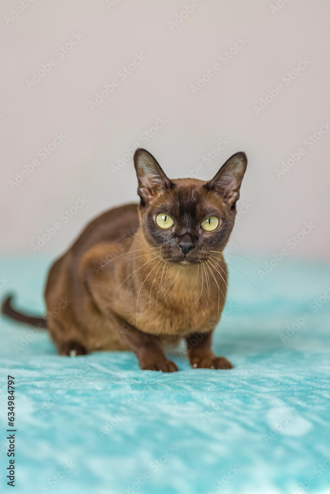 A domestic cat of Burmese breed, playful and active, in a city apartment building. Loves toys and bows. The eyes of a happy pet playing and wanting to attack.