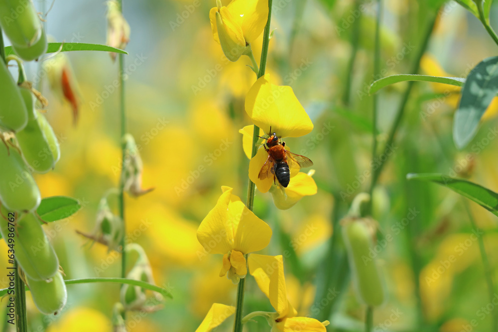 Closeup of a Honey Bee Collecting Nectar from Blooming Sunn Hemp Closeup of a Honey Bee Collecting Nectar from Blooming Sunn Hemp