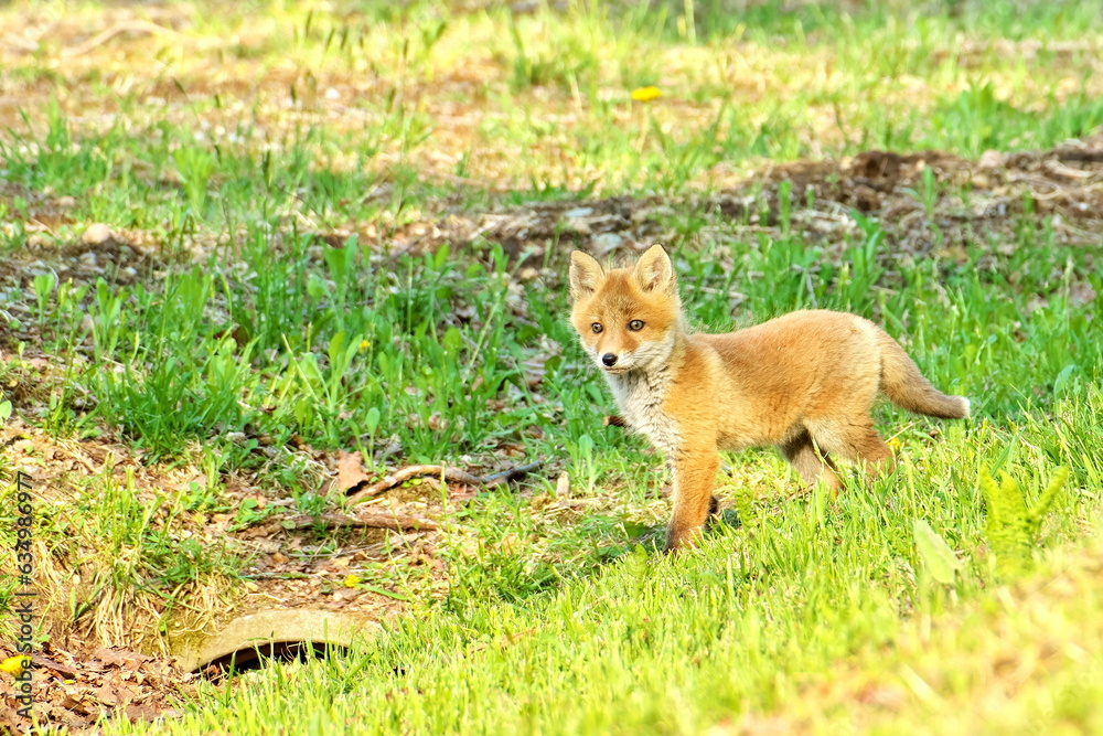 Ezo Ezo red fox cubs in the eastern Hokkaido forest