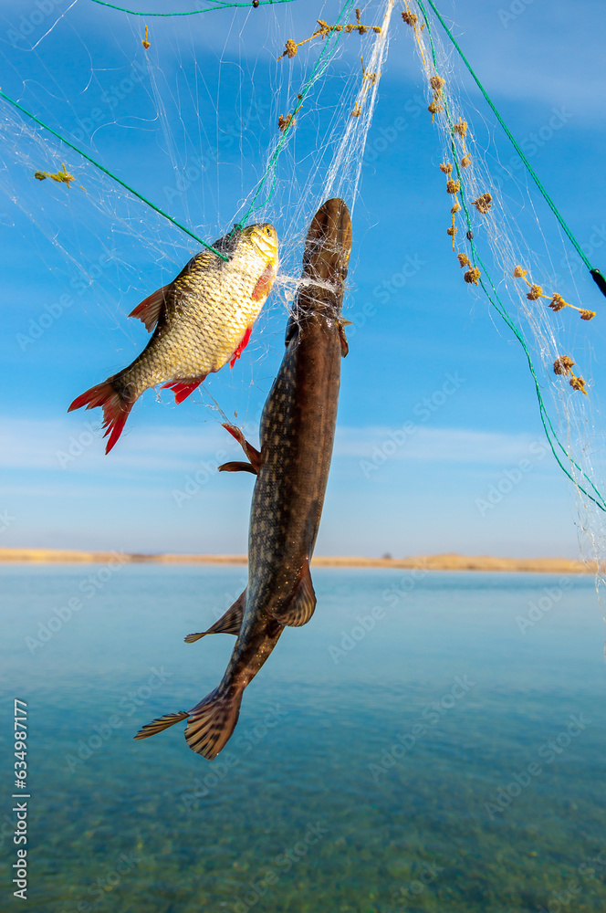 Fishing on the river, the fisherman caught the fish with nets. Poachers catch prey. Commercial