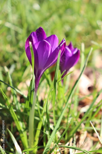 closeup of purple crocus flowers