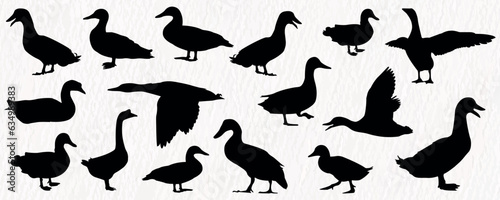 Vector silhouette set of detailed quality duck, goose and baby duck in farm
