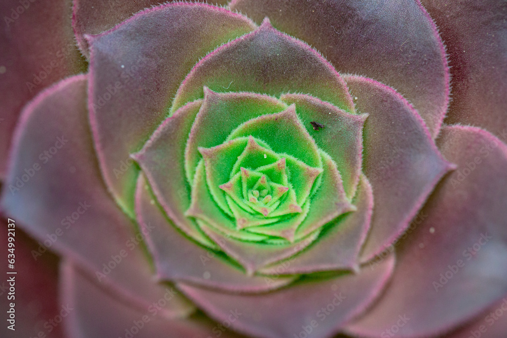 Beautiful Black Aeonium at a botanical garden in spring season Beautiful Black Aeonium at a botanical garden in spring season