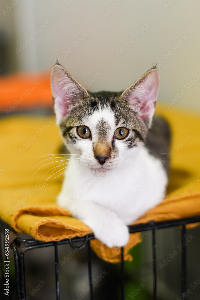 portrait of a cat stray shelter rescue kitten  - obrazy, fototapety, plakaty 
