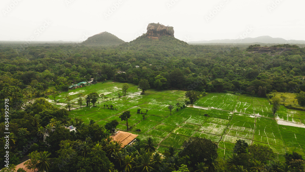 Aerial view from a rice field with coconut threes and the Lion rock in the background - Sigiriya, Sri Lanka