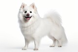 American Eskimo Dog Dog Upright On A White Background