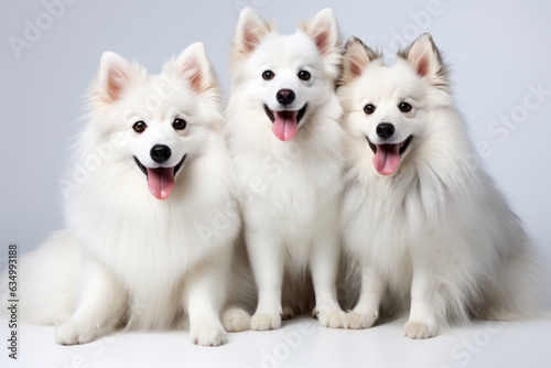 American Eskimo Dog Family Foursome Dogs Sitting On A White Background © Ян Заболотний