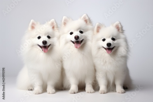 American Eskimo Dog Family Foursome Dogs Sitting On A White Background