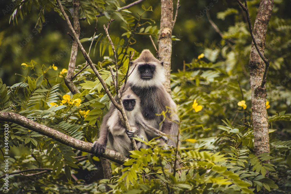 Obraz premium Tufted gray langur - mother and baby, one of the oldest species of monkey in the world - Sri Lanka