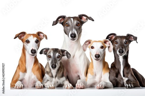 Greyhound Family Foursome Dogs Sitting On A White Background