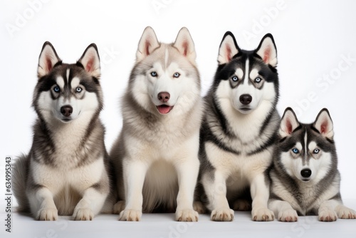 Siberian Husky Family Foursome Dogs Sitting On A White Background