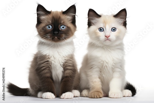 Snowshoe, Mum Cat And Kittens Sitting On A White Background