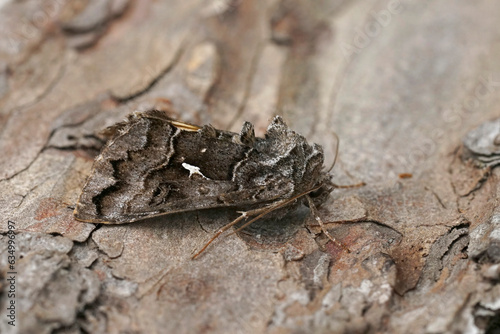 Closeup on a dark Syngrapha ain owlet moth, sitting on wood