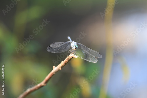 Sympetrum gracile, known as Japanese blue Darter or  Japanese blue dragonfly is a species of dragonfly, endemic species in Japan photo