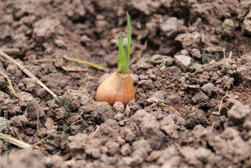 Young shallots growing from soil