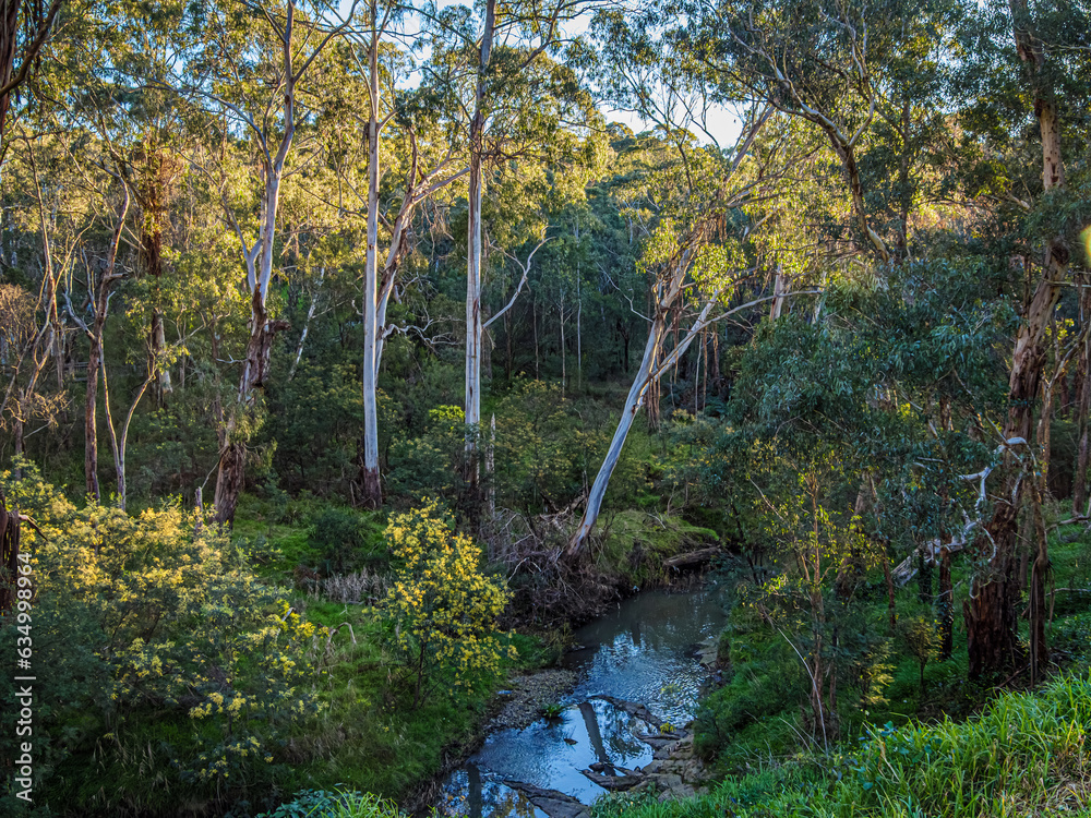 Obraz premium Afternoon Creek