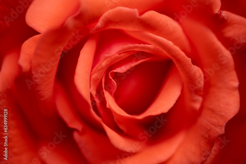 Red Rose Petals in warm light. Macro close up with flower surface details symbolizing Love  erotic  warmth  tenderness and affection. Cozy  fluffy surface and natural shapes with intense orange color.