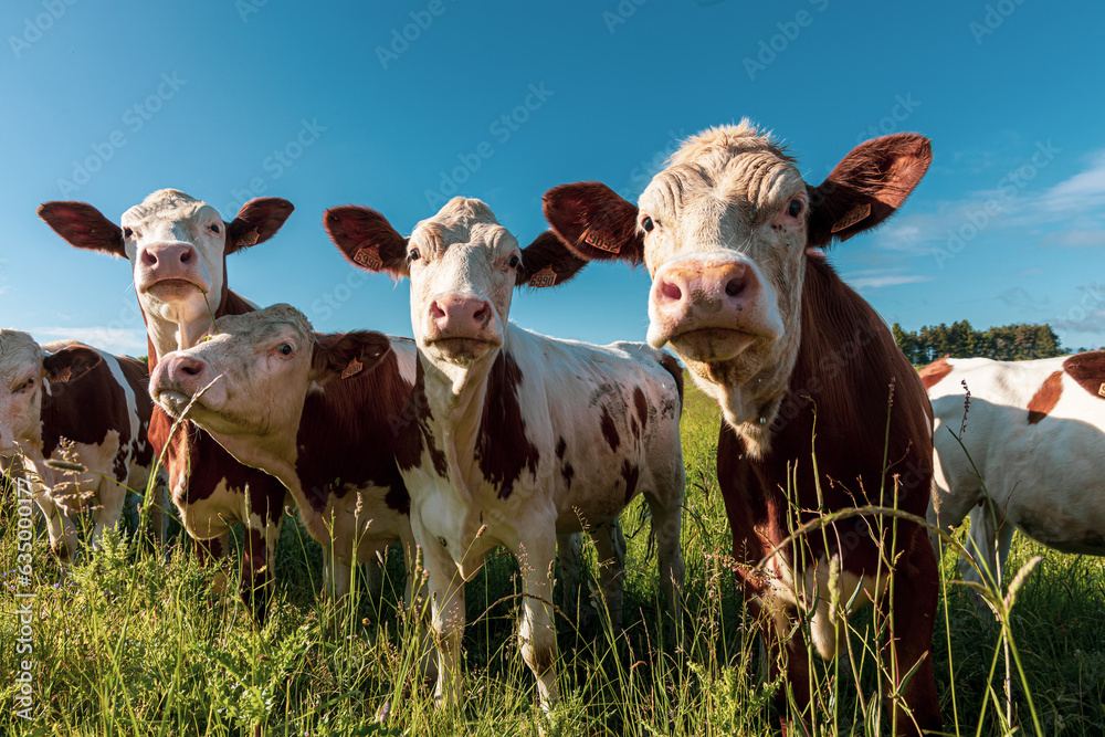 A group of brown and white cows looking into the camera in a green field with blue sky . - obrazy, fototapety, plakaty 