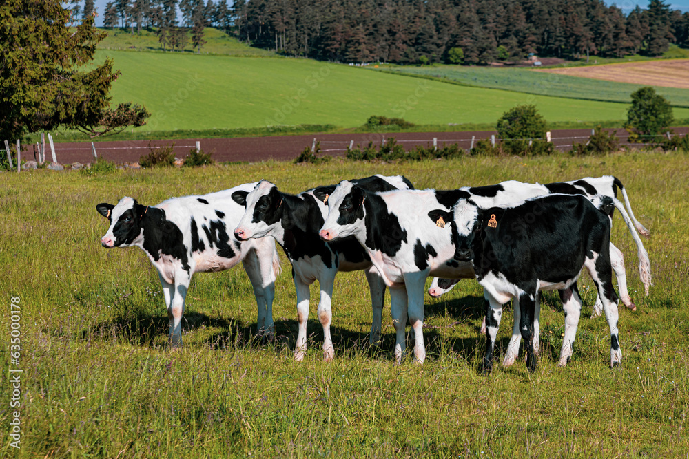 Black and white cows in the pasture on a sunny summer day.