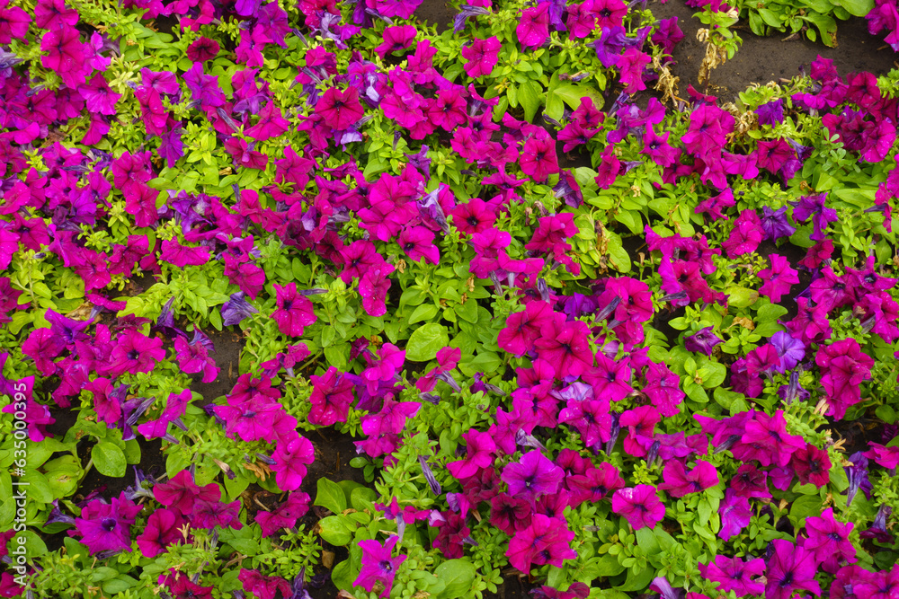 Green foliage and magenta colored flowers of petunias in July