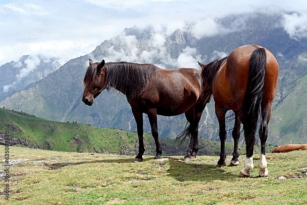 two horses stand against the backdrop of mountains in the clouds