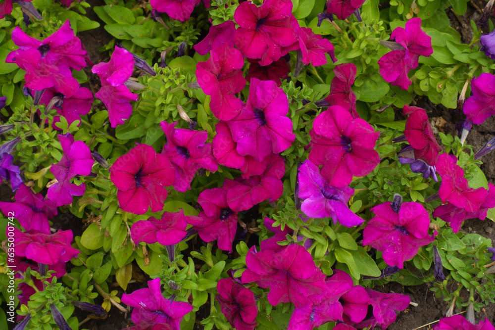Group of magenta colored flowers of petunias in mid July Group of magenta colored flowers of petunias in mid July