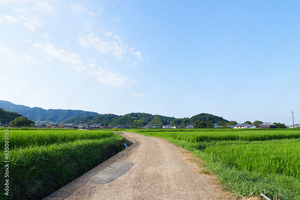 Blue sky clouds of green grass in rice field on white background