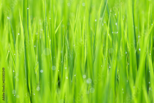 close up of morning dew on rice field