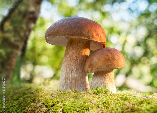 Porcini mushrooms growing in moss cushion in the sunny forest. Close-up.