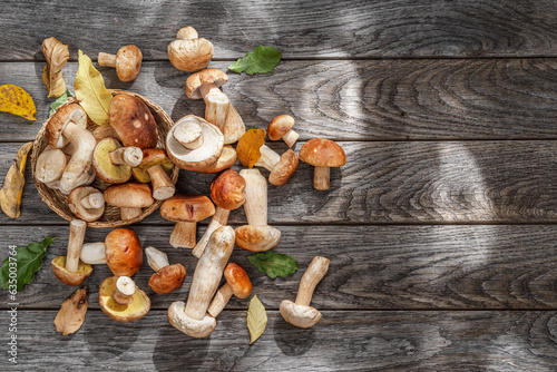 Photography Fresh harvest of porcini mushrooms on wooden table